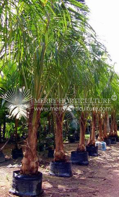 Beccariophoenix madagascariensis (Rainforest coconut)1